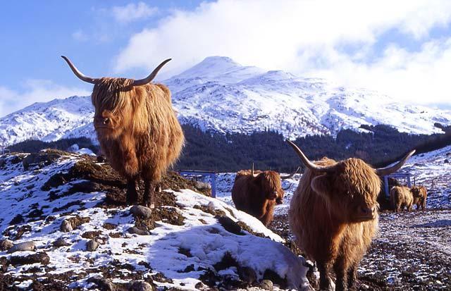 Our Guide To… Burns Night in London