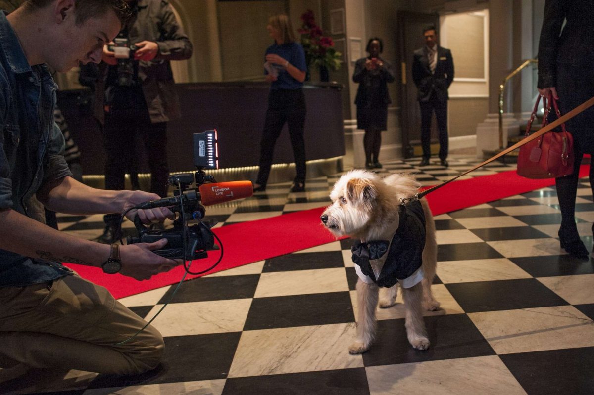 Win VIP Tickets to The Mayhew Animal Home’s ‘Tinsel & Tails’ Ball