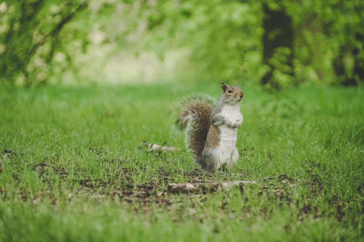 Testicles, Squirrel and Kangaroo: London’s Weirdest Menus