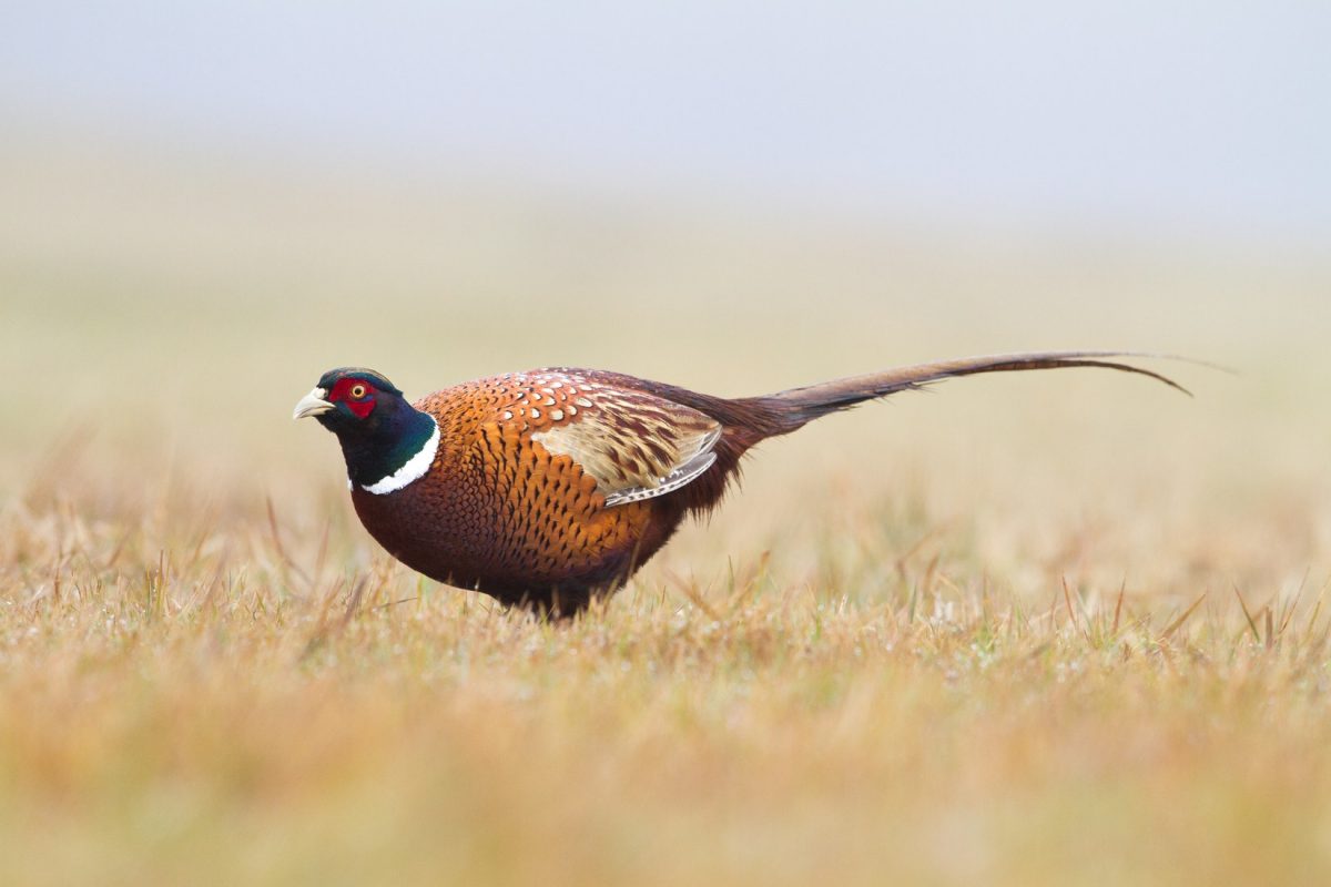 From Roast Grouse to Squirrel Croquettes: Where to Eat This Game Season