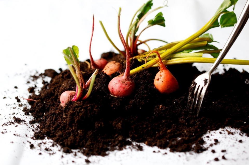 The Michelin Stars Of Veganuary