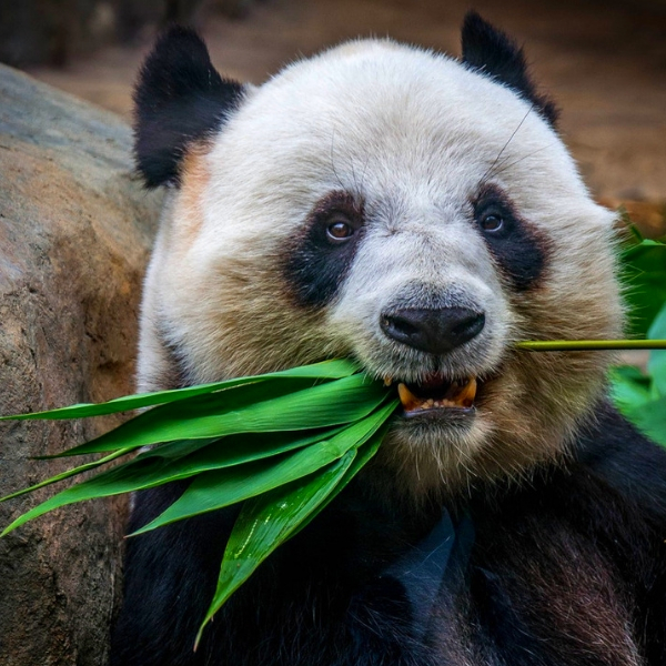 Veganuary’s BACK! Check Out These Restaurants Going Vegan