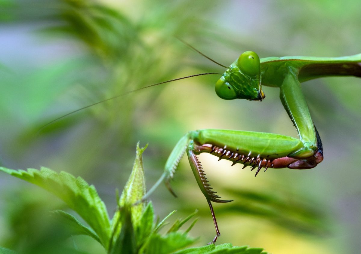 Grub! Where To Eat Insects In London