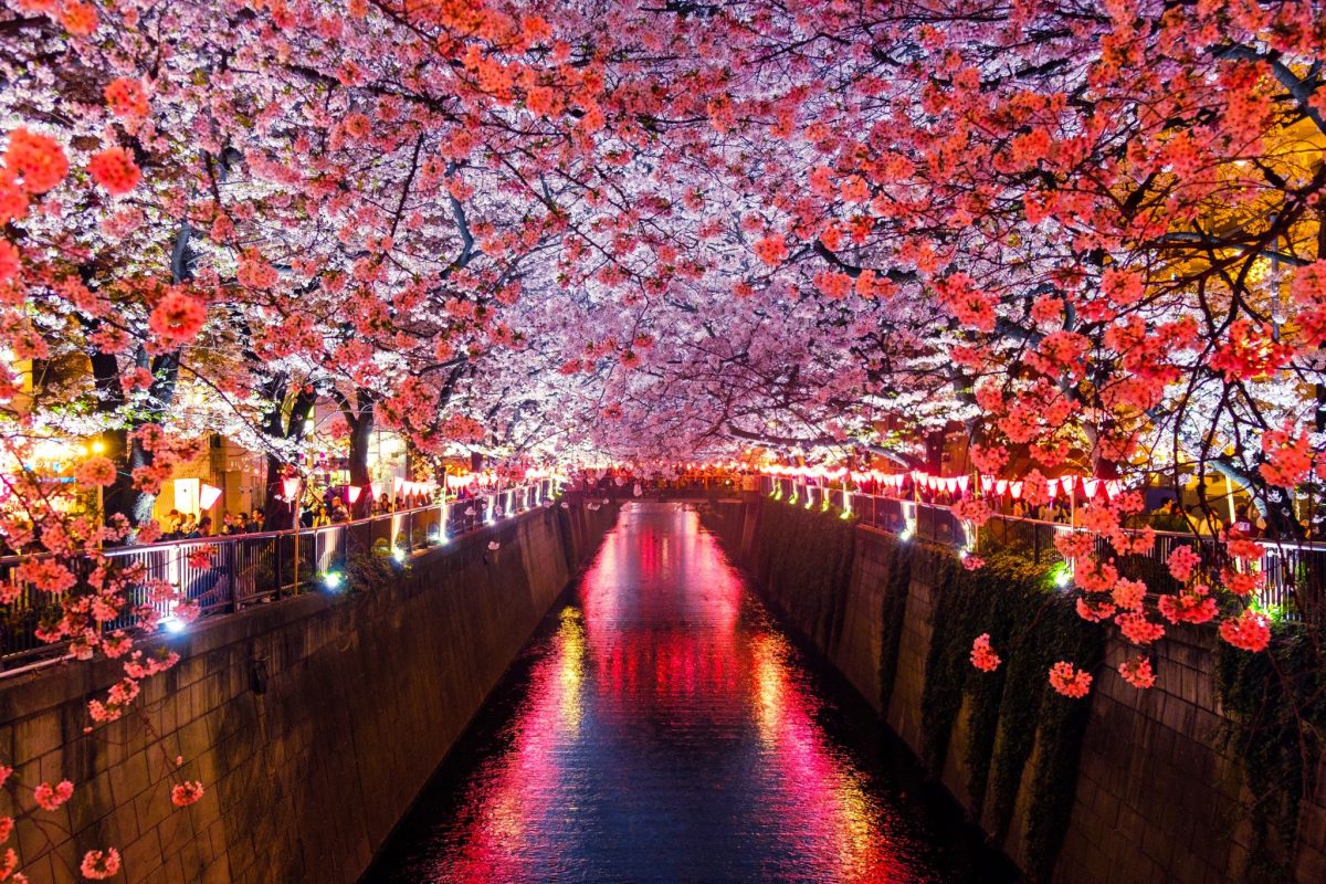It’s Cherry Blossom Season And Here’s Where To Spend It
