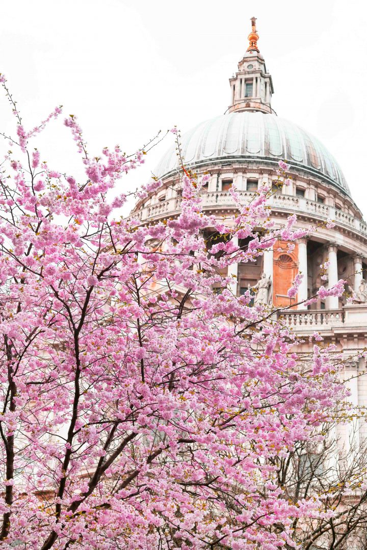 5 Picturesque Places To See Cherry Blossom In London