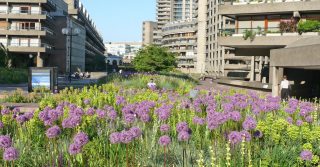 Barbican Beech Gardens