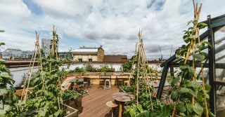 Culpeper Roof Garden