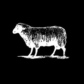 Black Sheep Skate Shop