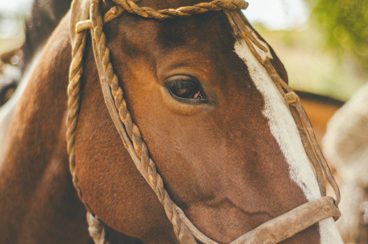 The Mane Event: Where To Go For Horse Riding In London