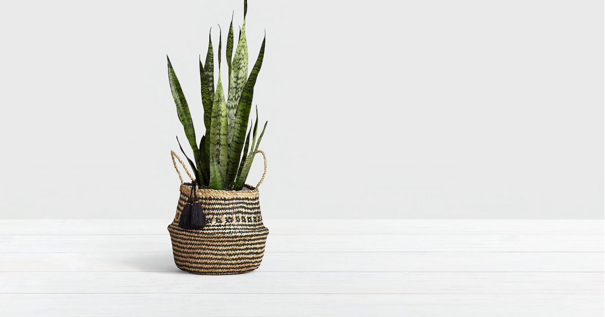 Houseplants And How Not To Kill Them!