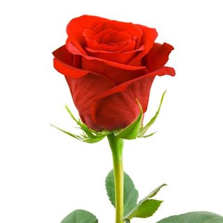 🌹Bachelor_Nation