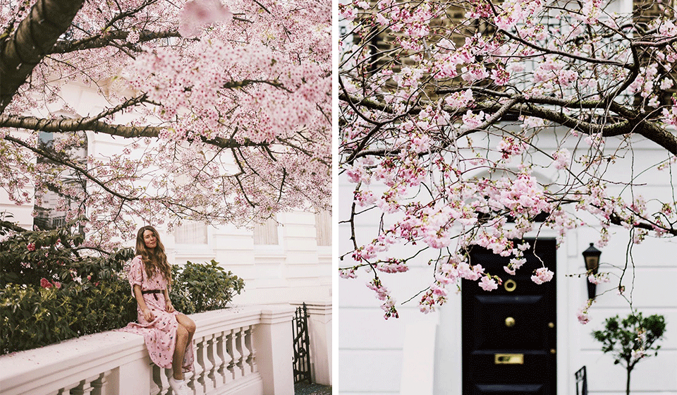 7 Places To See London's Cherry Blossom Season In Full Bloom The Handbook