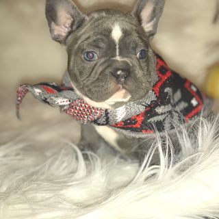 Boujee