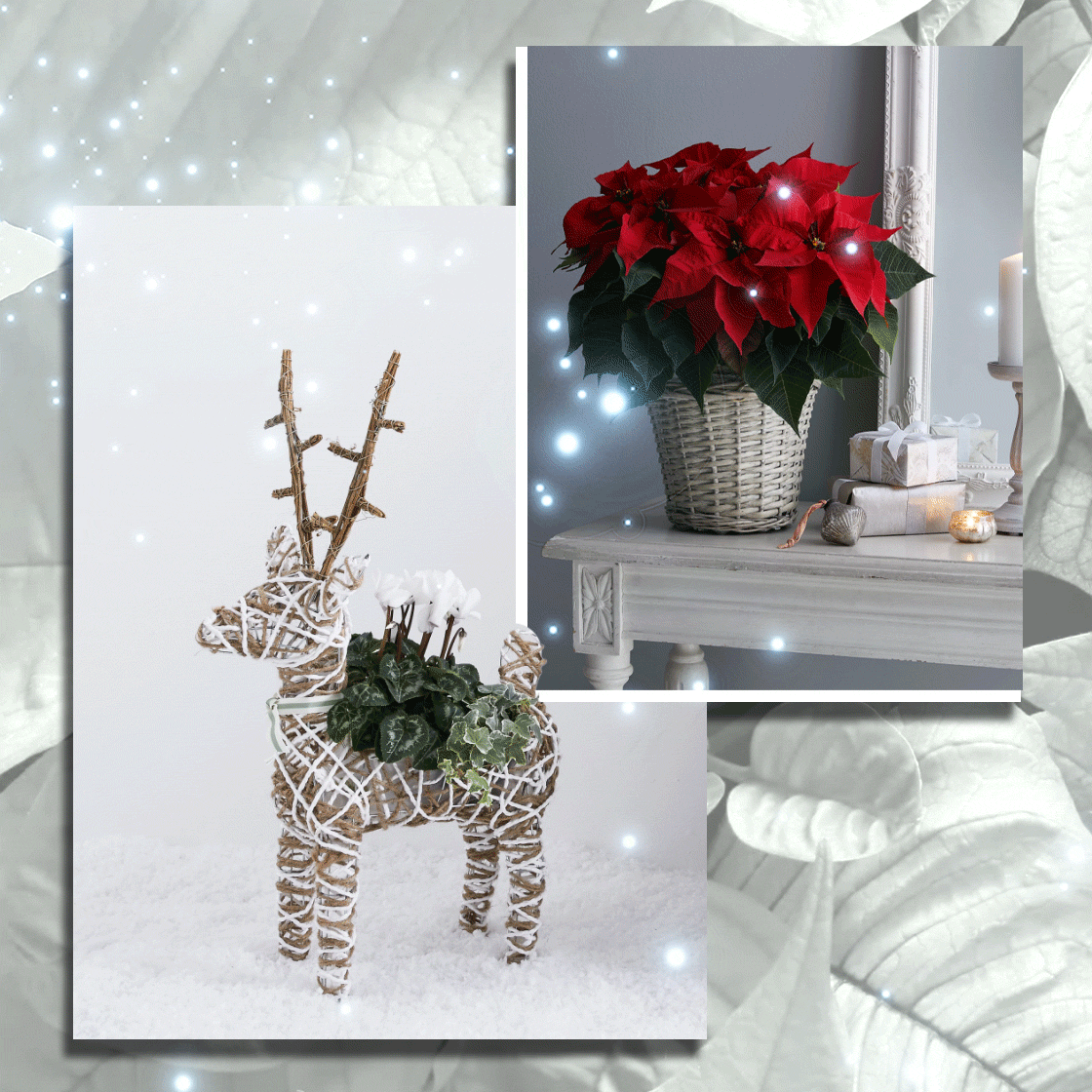How To Style Your Home With Flowers and Foliage This Christmas