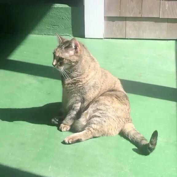 Catfluff Contact CatFluff ShuShu chubby cat - Creator and Influencer