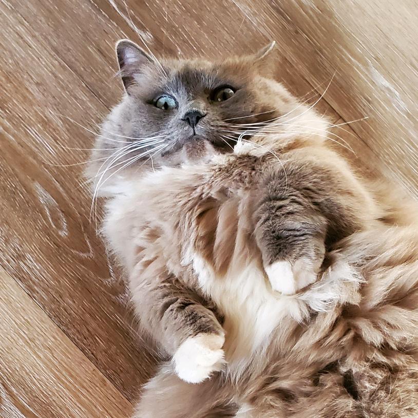 Stevie Munchkin