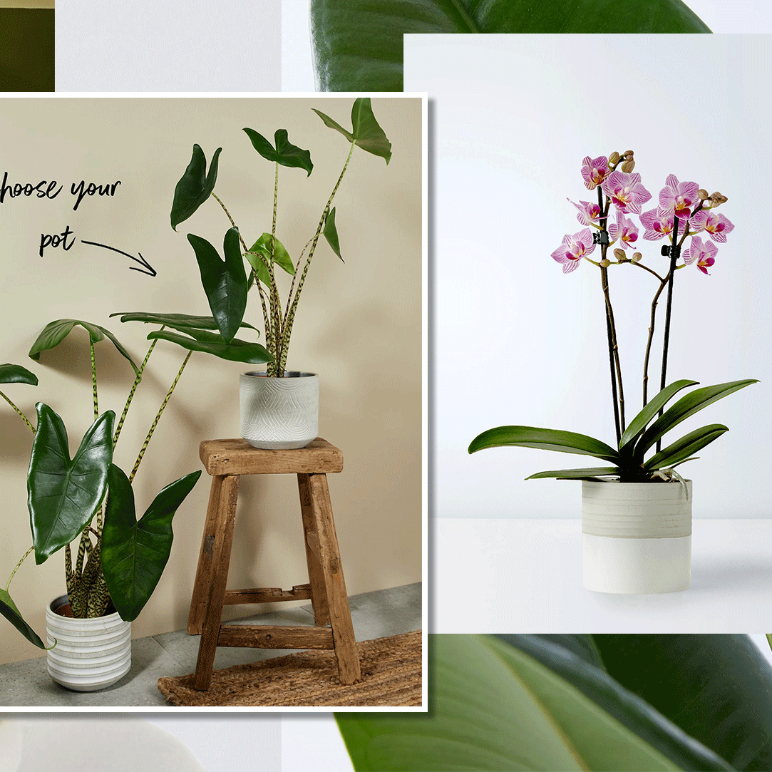 26 Of The Best  Houseplants To Add To Your Home
