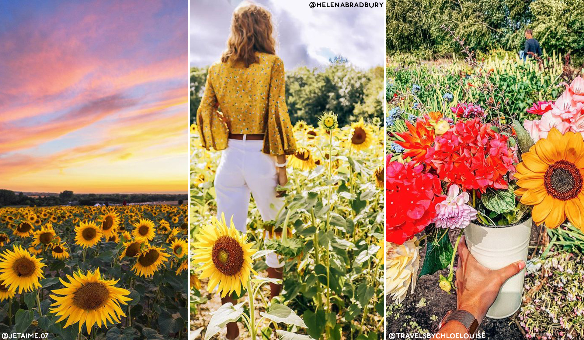 7 Spectacular Sunflower Spots In The UK The Handbook