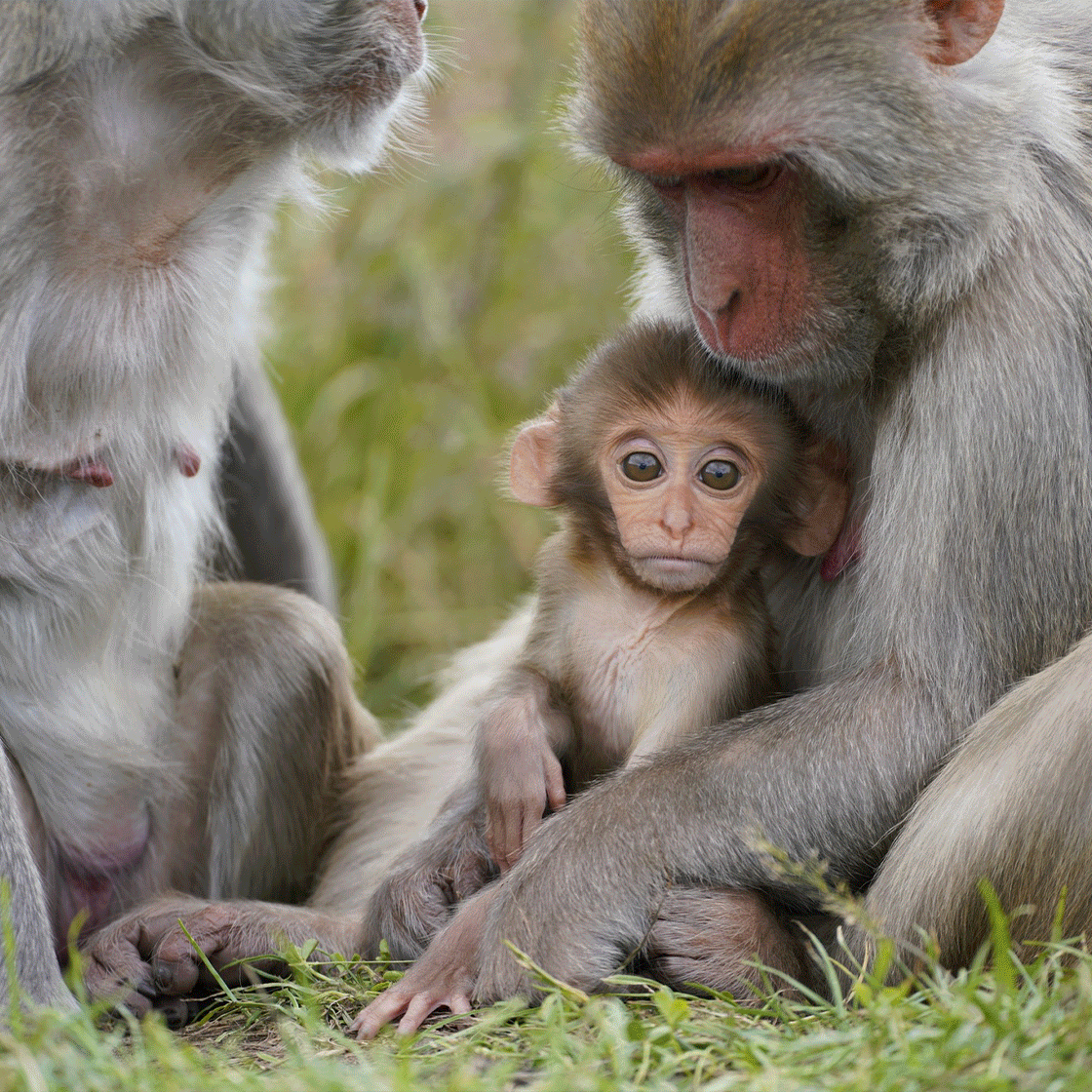 9 UK Zoos & Wilderness Reserves You Can Spend The Night At