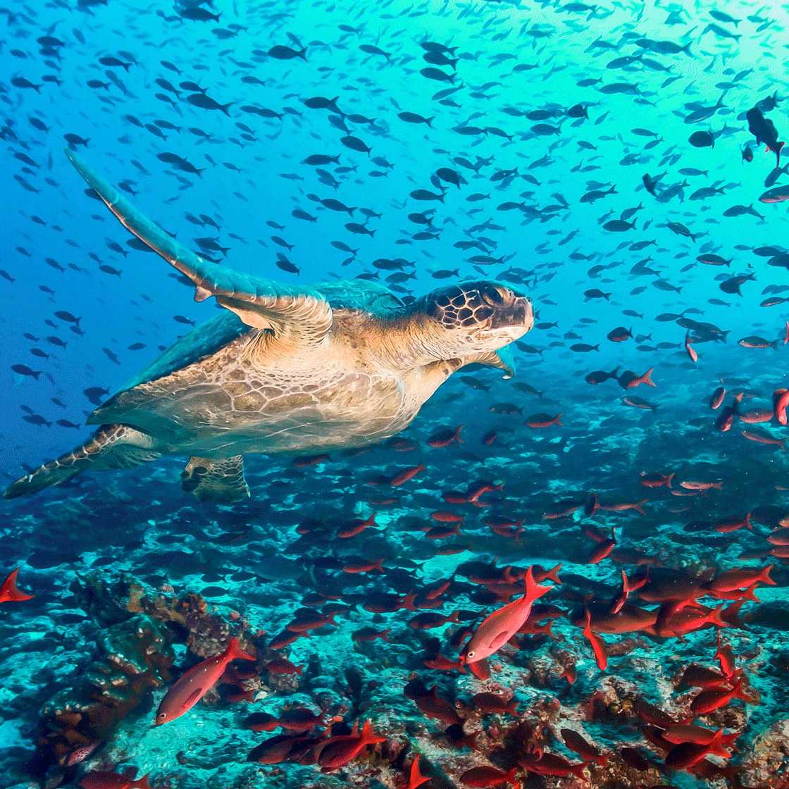 The World’s 6 Most Idyllic Scuba Diving Spots