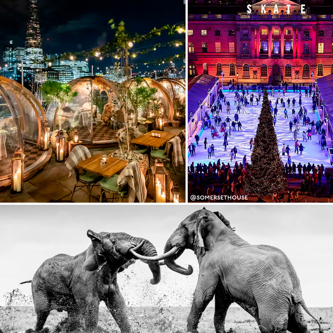 From A Pop-Up Pub To A Wildlife Exhibition – 10 Things To Do This Weekend