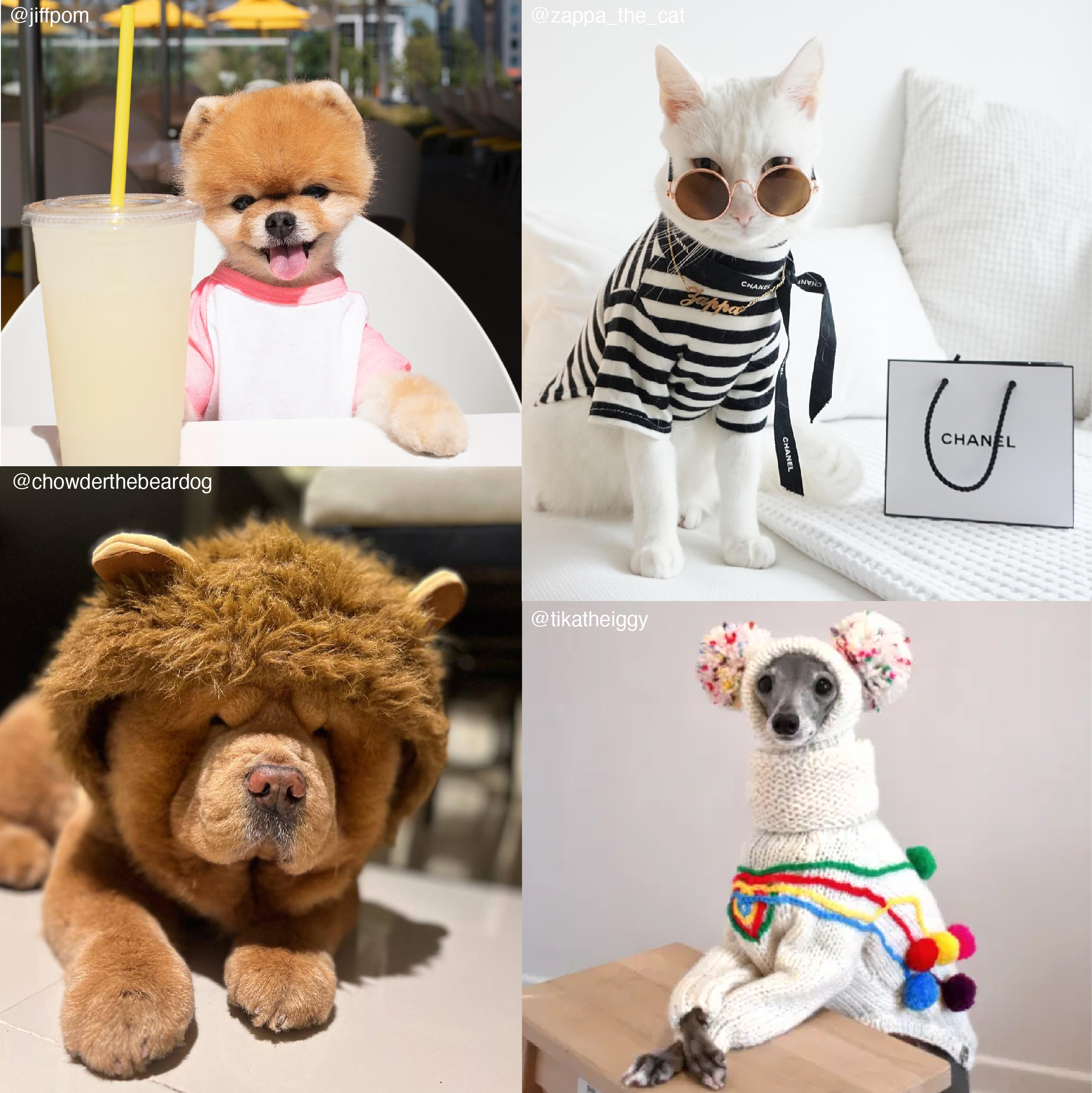 Pet Influencers Are On The Rise: Here’s 8 You Need On Your Radar…
