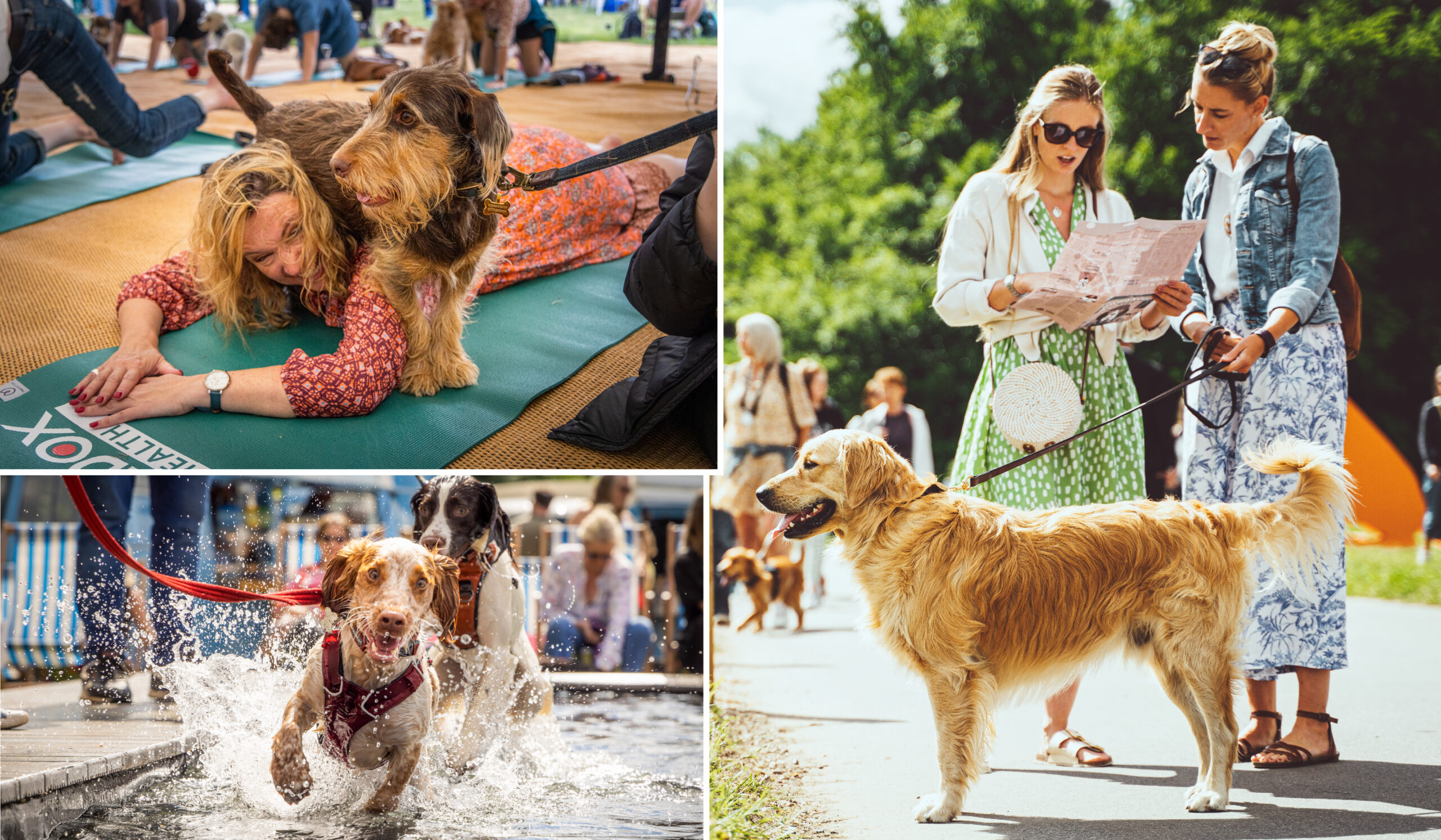 Get 50% Off Tickets To Goodwoof 2023!