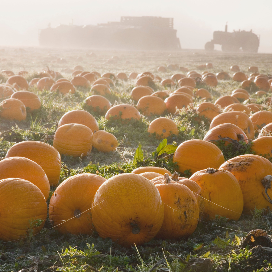 11 Fun Things To Do This Weekend