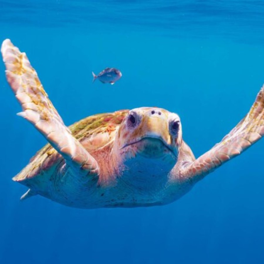 Why You Need To Watch Planet Earth III
