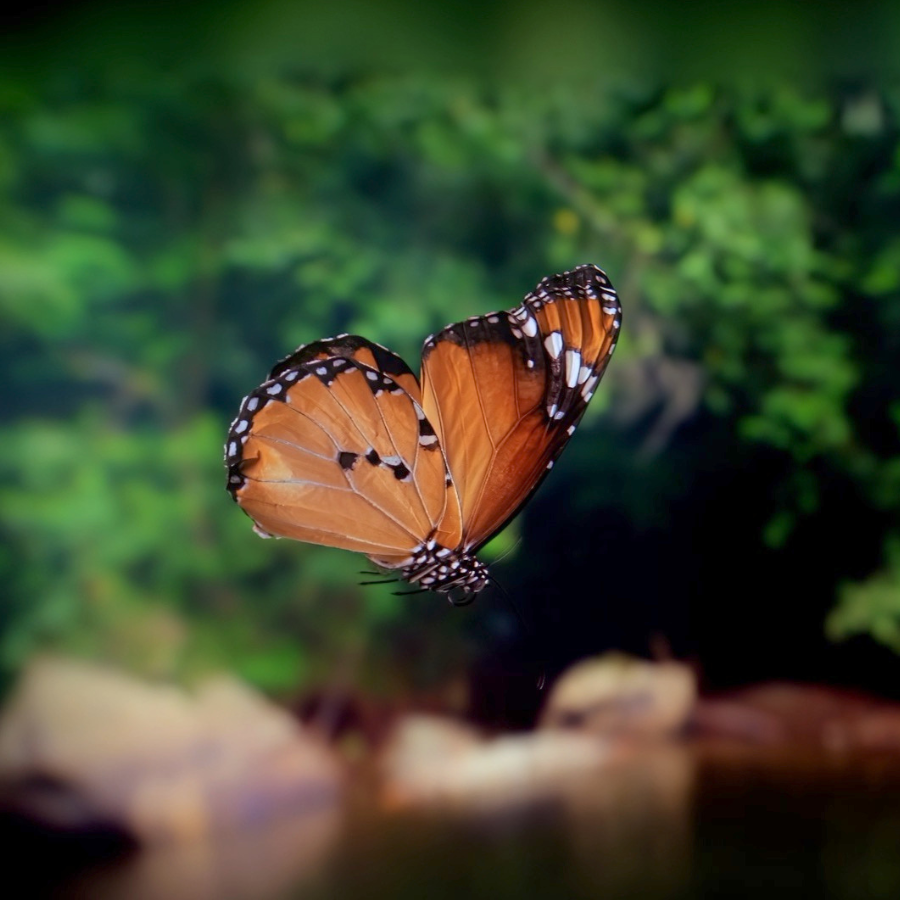 Love David Attenborough? You Won’t Want To Miss This New VR Experience