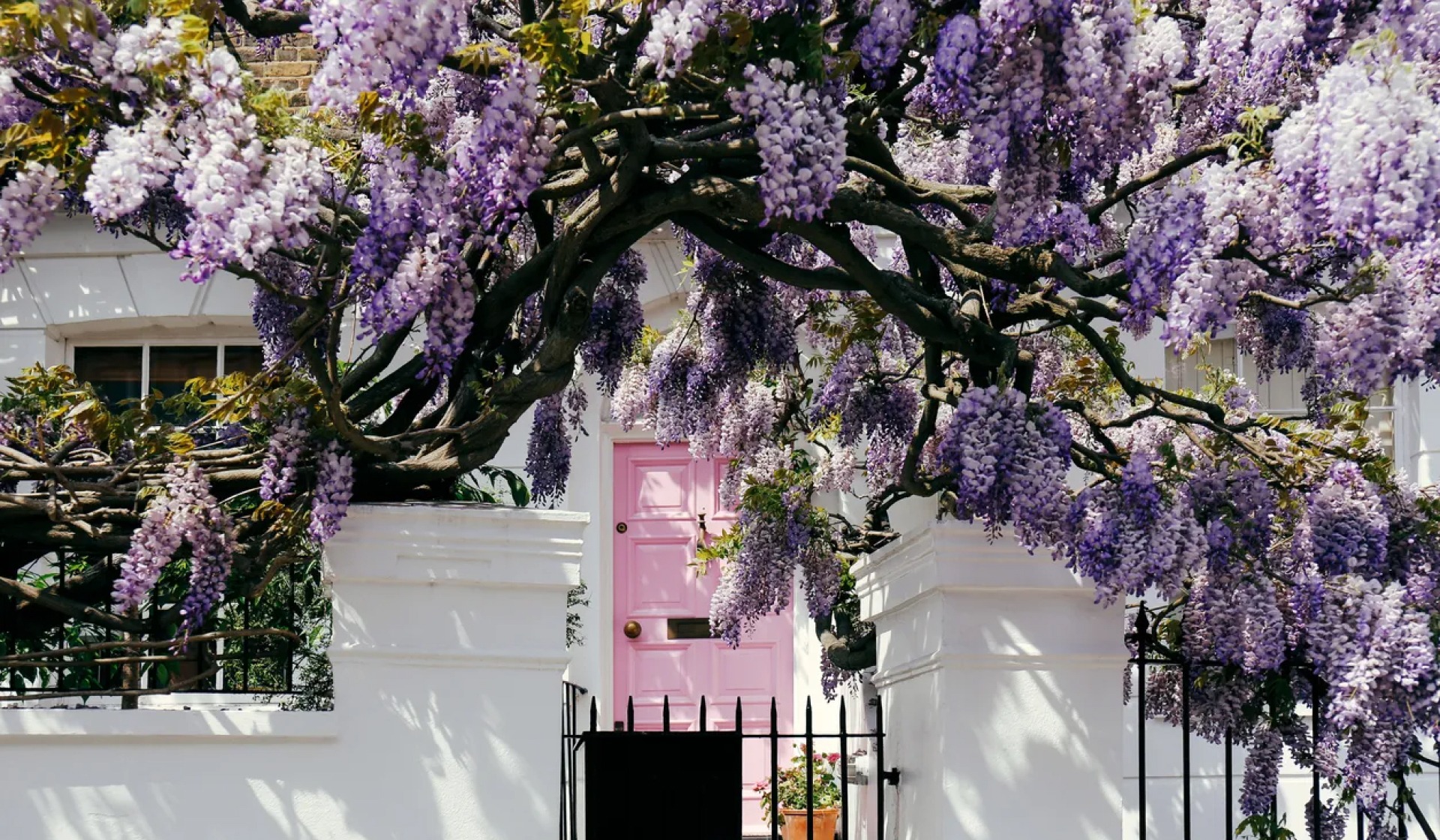 Where To See London’s Wonderful Wisteria