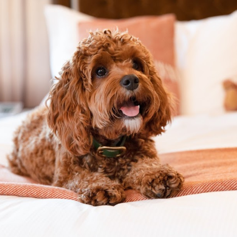 19 Of London’s Best Dog-Friendly Hotels