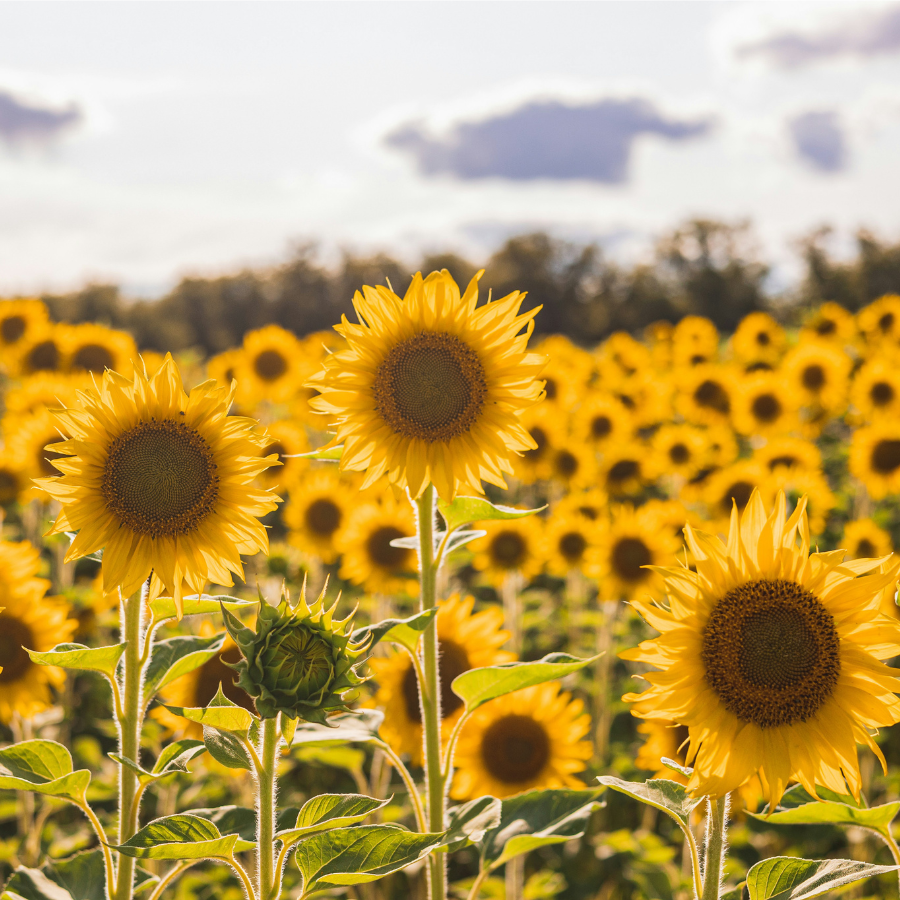 8 Spectacular Sunflower Fields In The UK