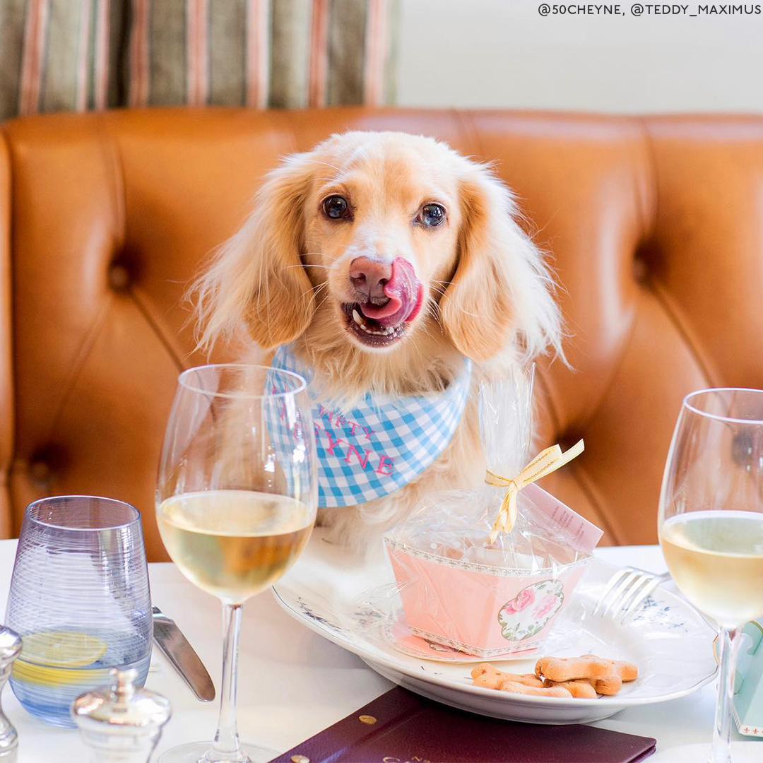 Dog-Friendly Dining: 17 Places To Take Your Pooch