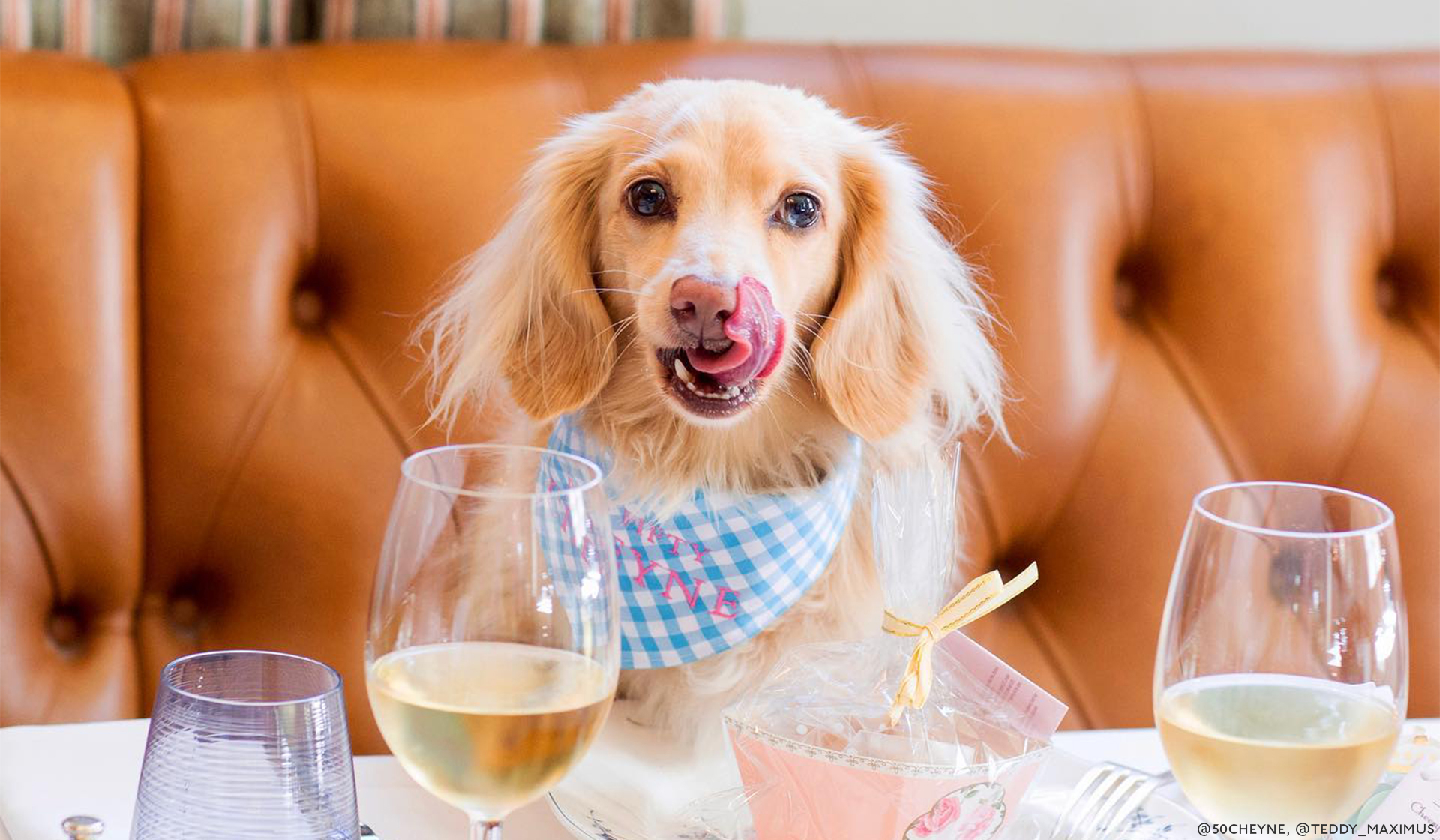 Dog-Friendly Dining: 17 Places To Take Your Pooch