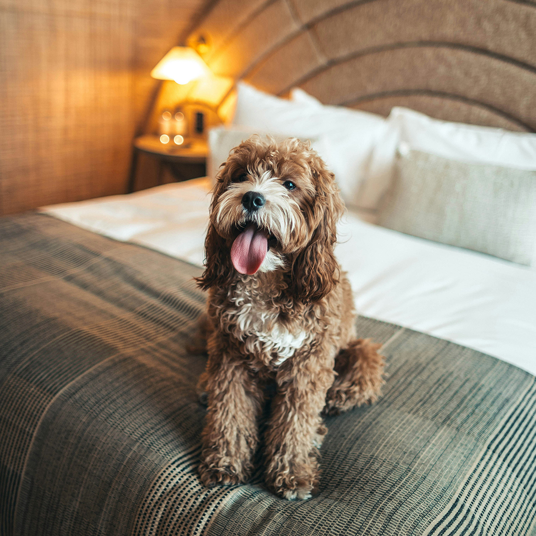 The Best Dog-Friendly Hotels In The UK To Visit