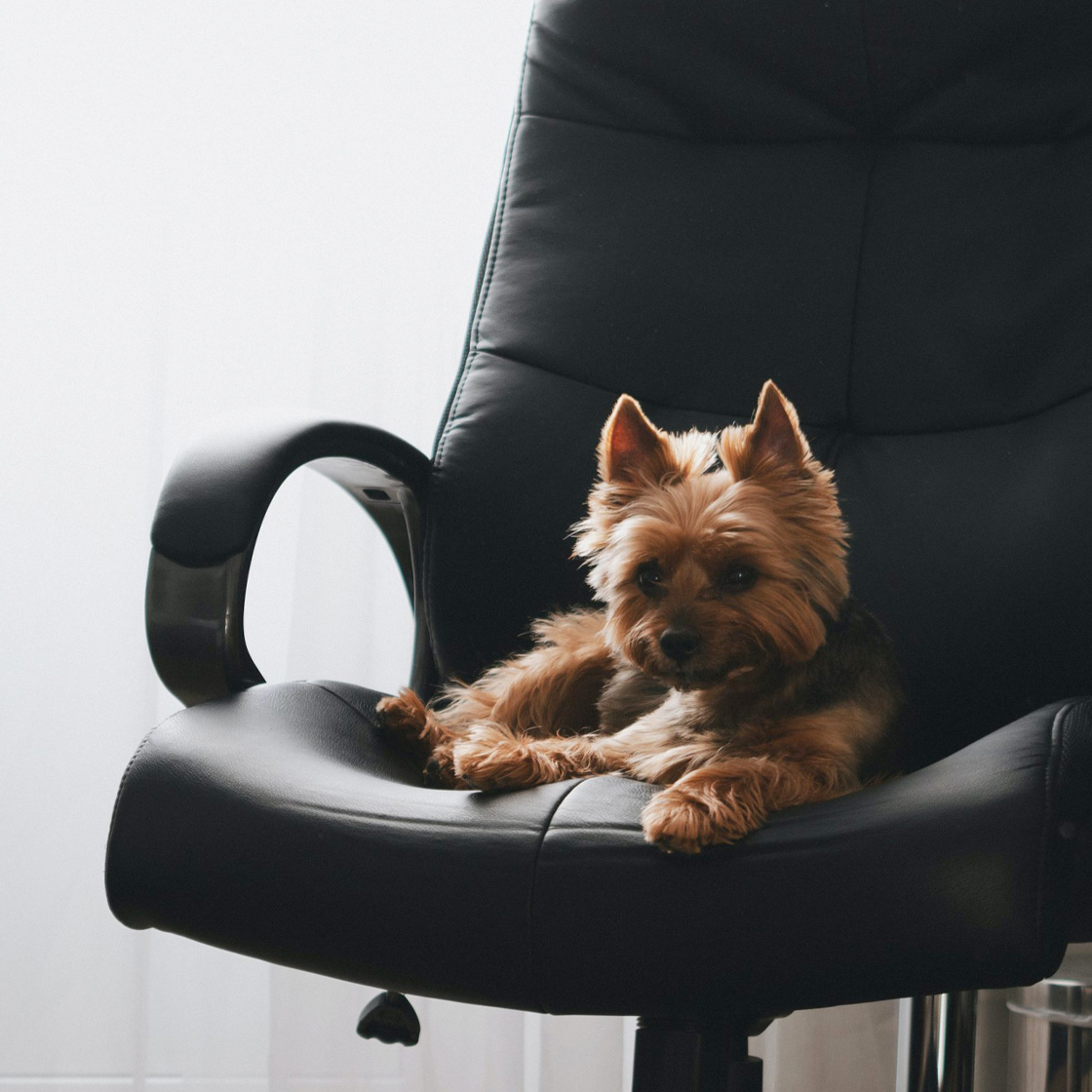 8 Of The Best Dog-Friendly Workspaces In London