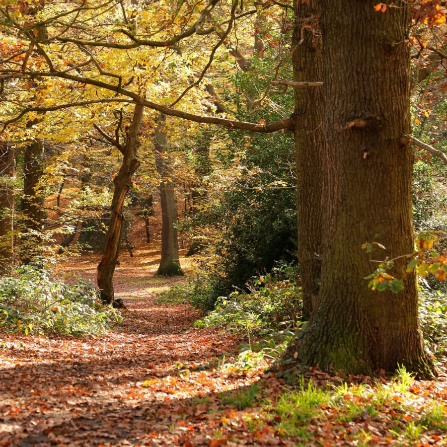 The Best Woodland Walks In London