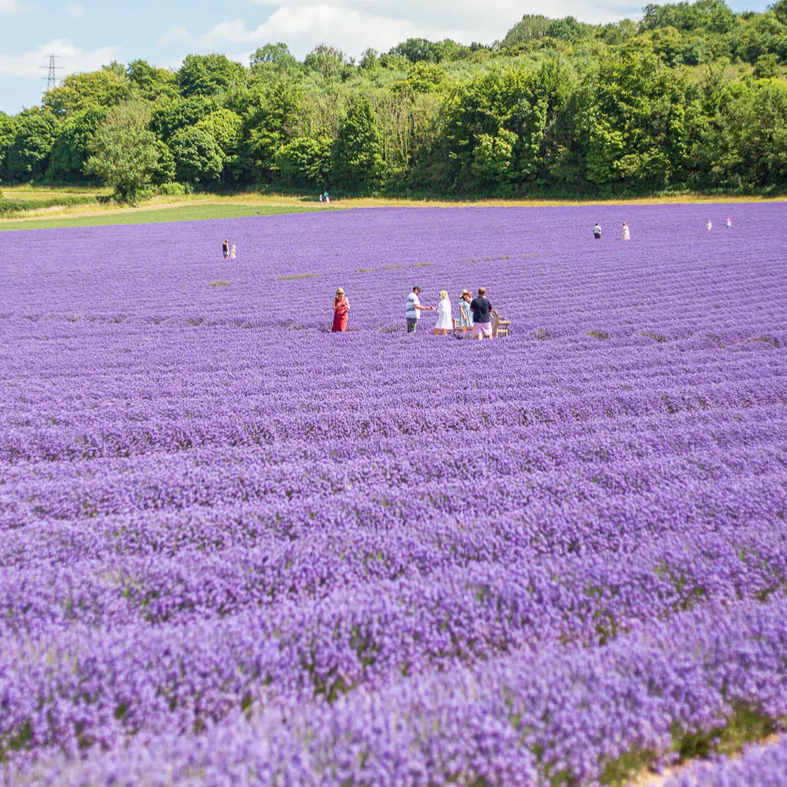 8 Enchanting Places To Find Lavender This Summer