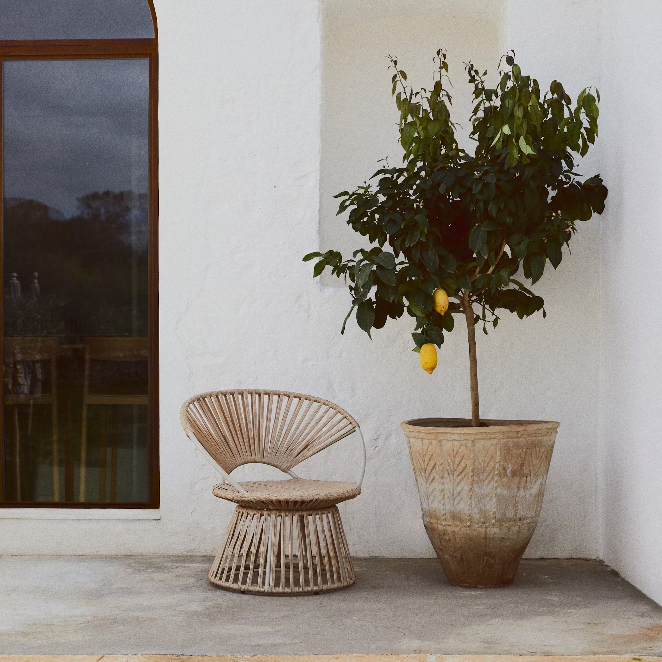 rattan chair next to lemon tree
