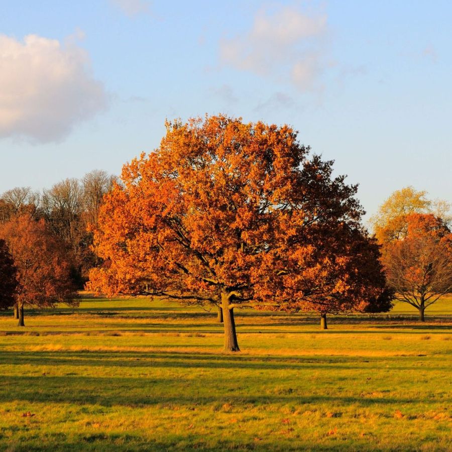 7 Autumnal Walks Around London (With Pubs Along The Way)