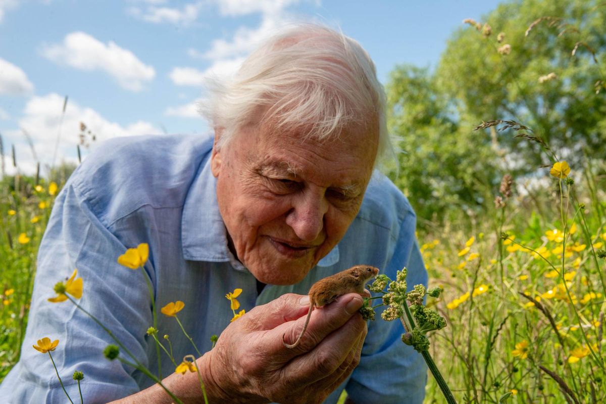 David Attenborough Returns With New Special, Wild London