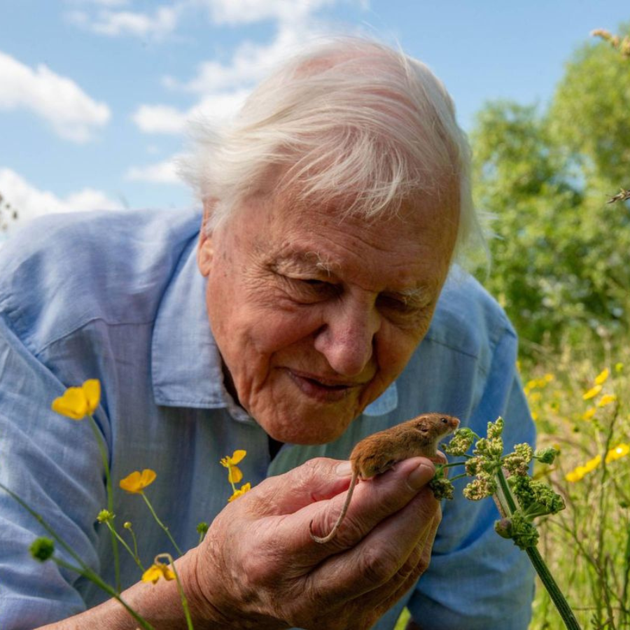 David Attenborough Returns With New Special, Wild London