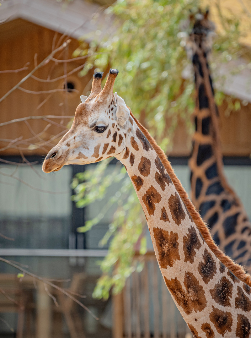 A close-up of a giraffe with brown and white patches standing outdoors during one of the unique zoo stays, with another giraffe and some trees blurred in the background.