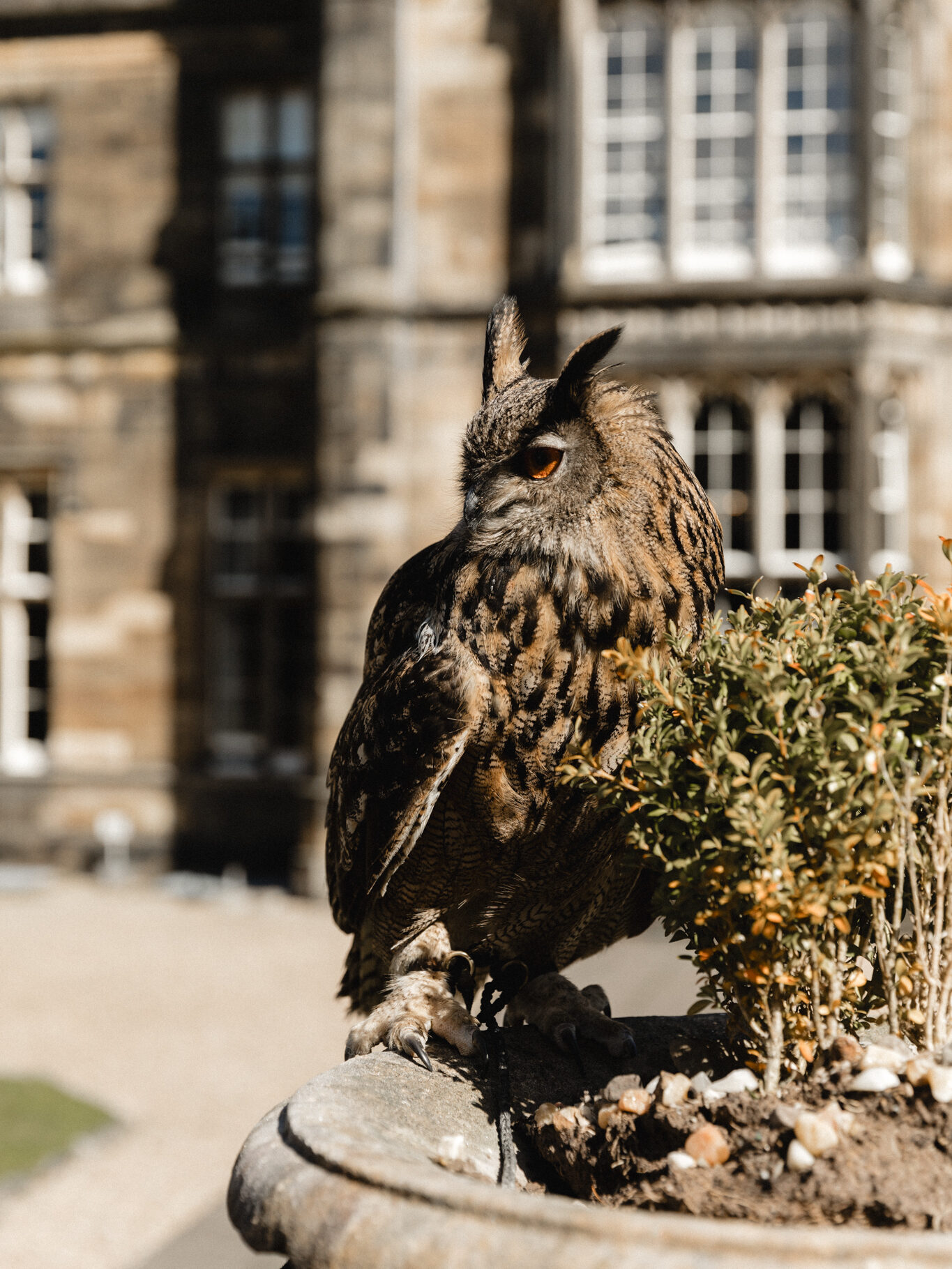 falcon at mar hall 
