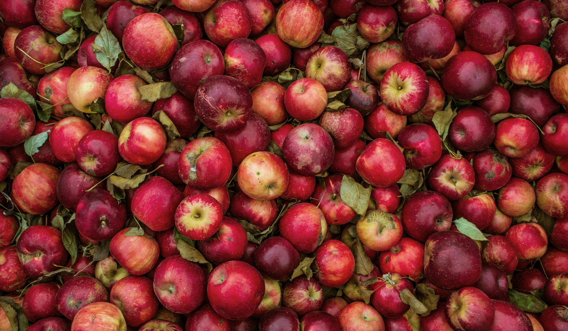 Fallen autumn red apples in an apple orchard (URL Visits: 3)