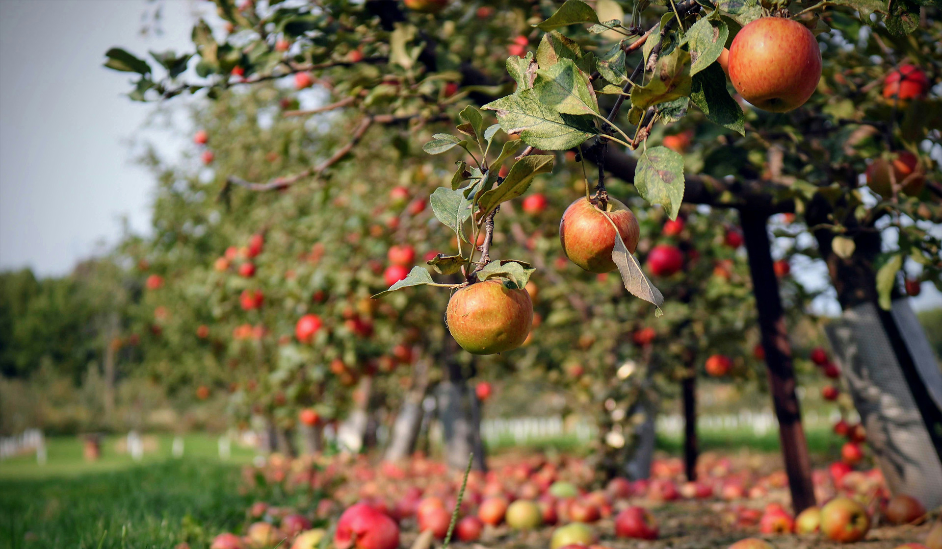 An orchard of apple trees at Wisley RHS gardens. (URL Visits: 4)